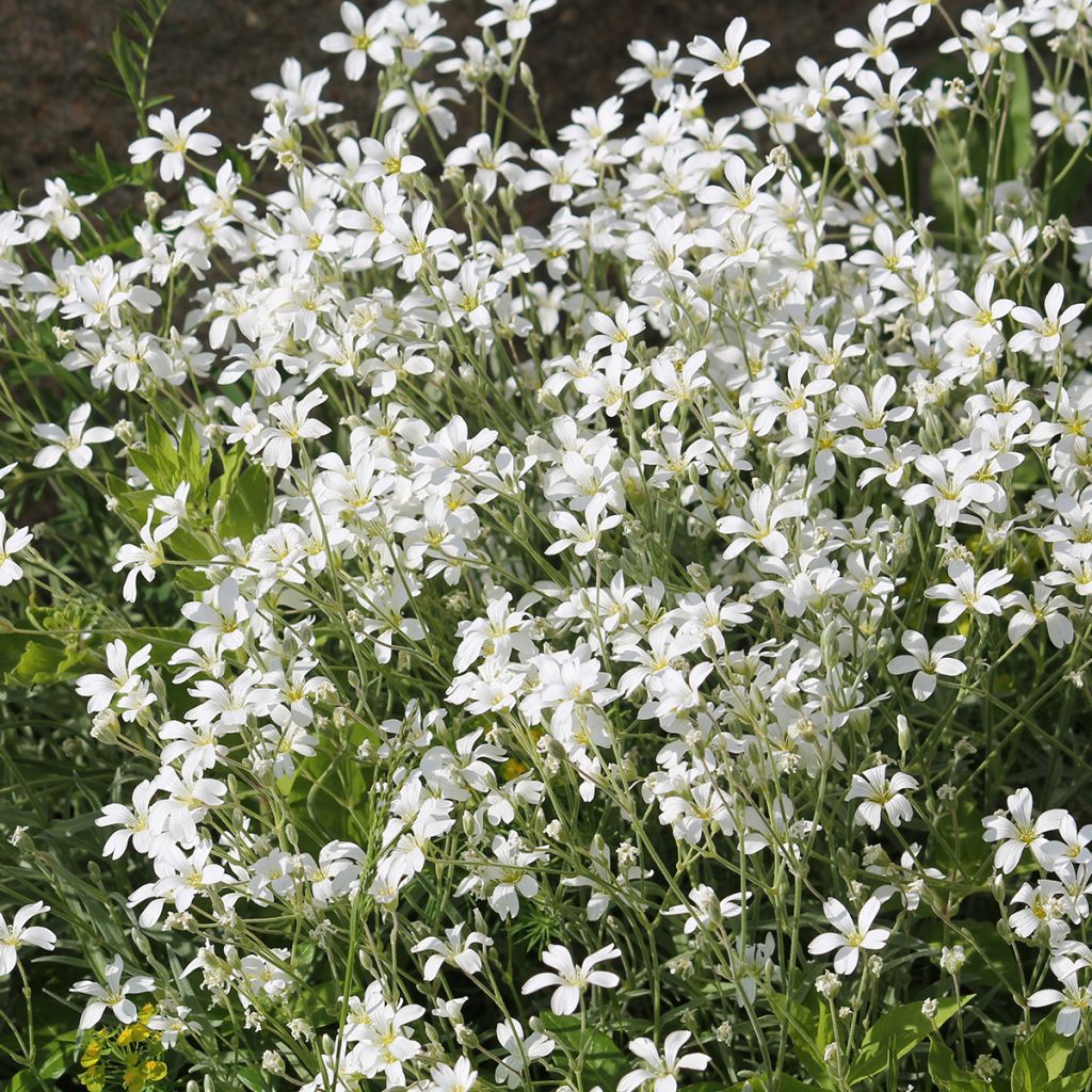 Cerastium biebersteinii