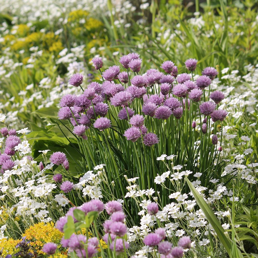 Cerastium biebersteinii