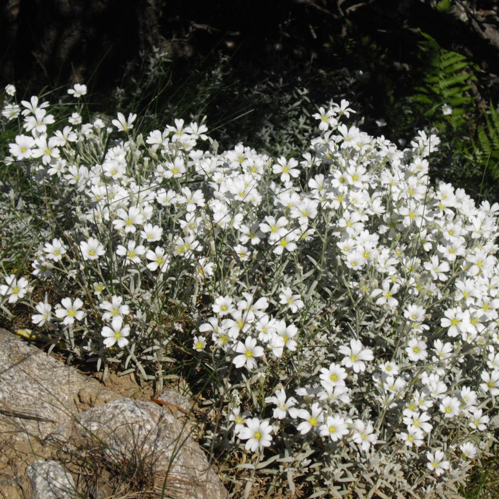 Cerastium tomentosum Yo Yo