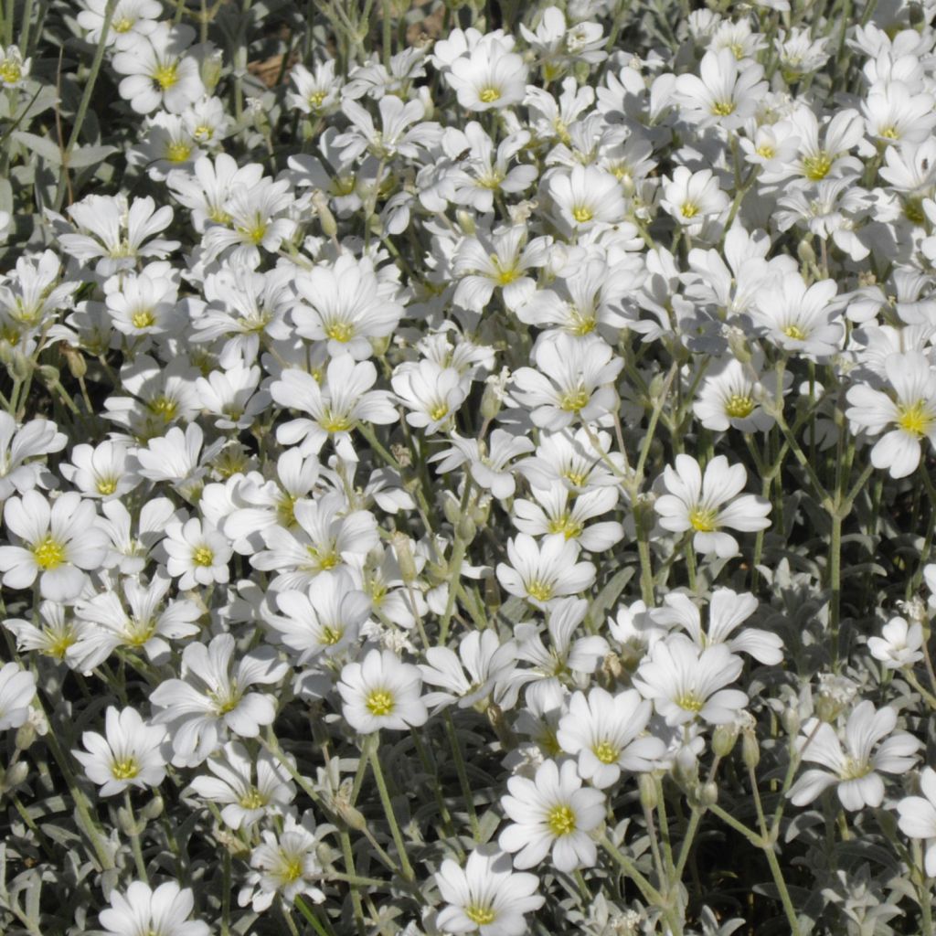 Cerastium tomentosum Yo Yo