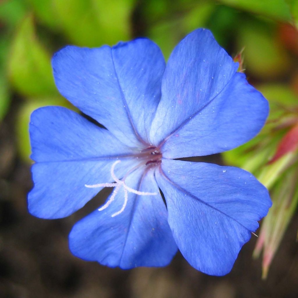 Ceratostigma willmottianum Forest Blue (Lice)