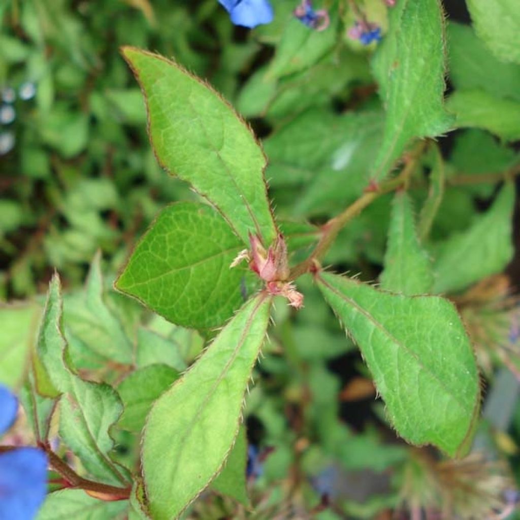 Ceratostigma willmottianum - Dentelaire