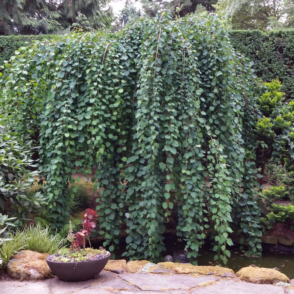 Cercidiphyllum japonicum Pendulum