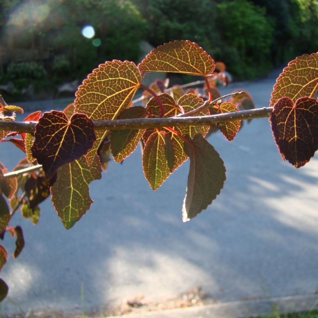 Cercidiphyllum japonicum Rotfuchs