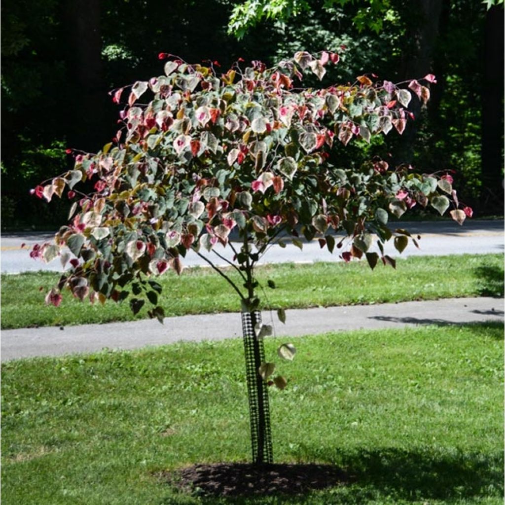 Cercis Carolina Sweetheart - Gainier du Canada panaché