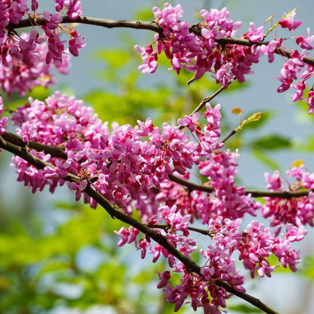 Cercis canadensis Tennessee Pink - Eastern redbud