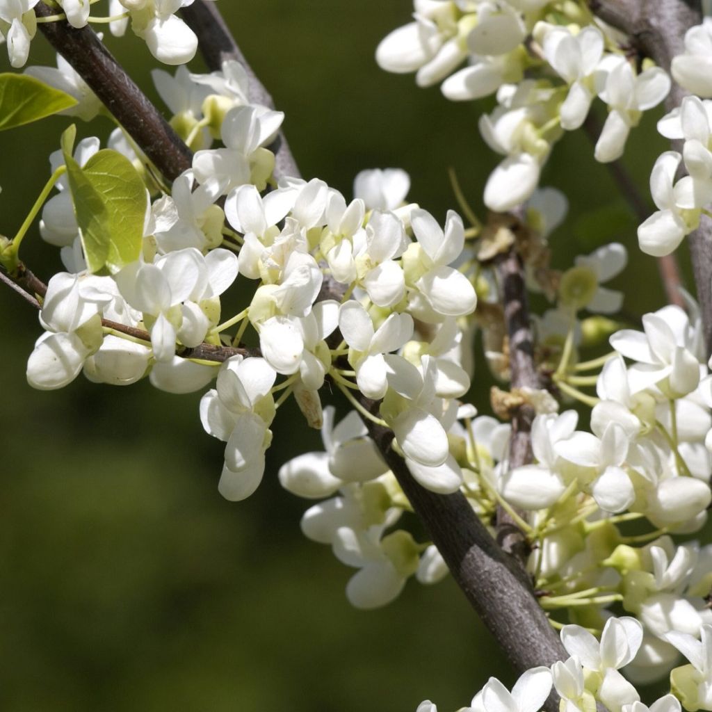 Gainier du Canada - Cercis canadensis Royal White