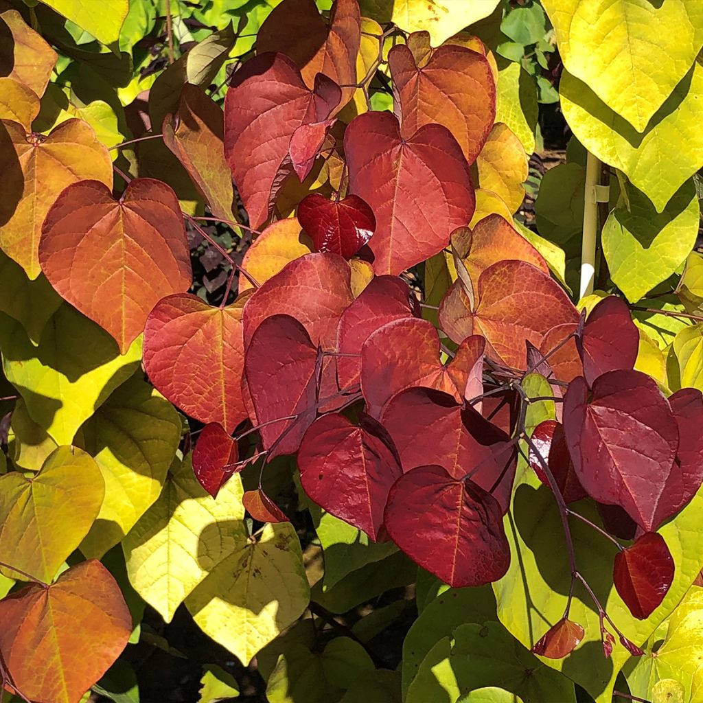 Cercis canadensis Eternal Flame - Gainier du Canada 