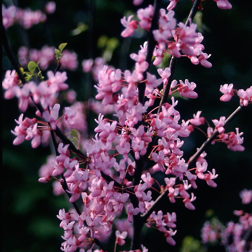 Cercis canadensis - Eastern Redbud
