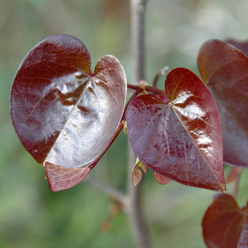 Cercis canadensis Merlot - Gainier du Canada 