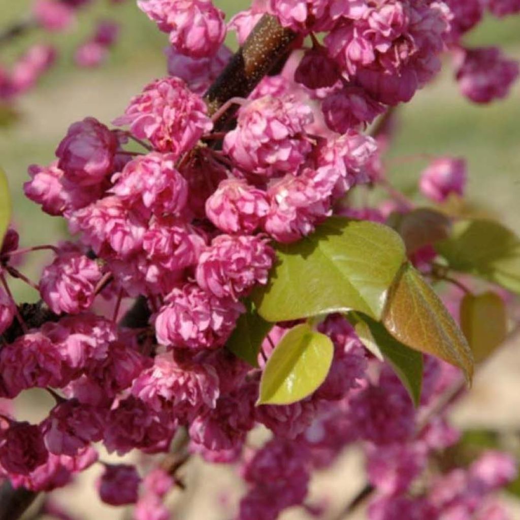 Cercis canadensis Pink Pom Poms - Eastern Redbud