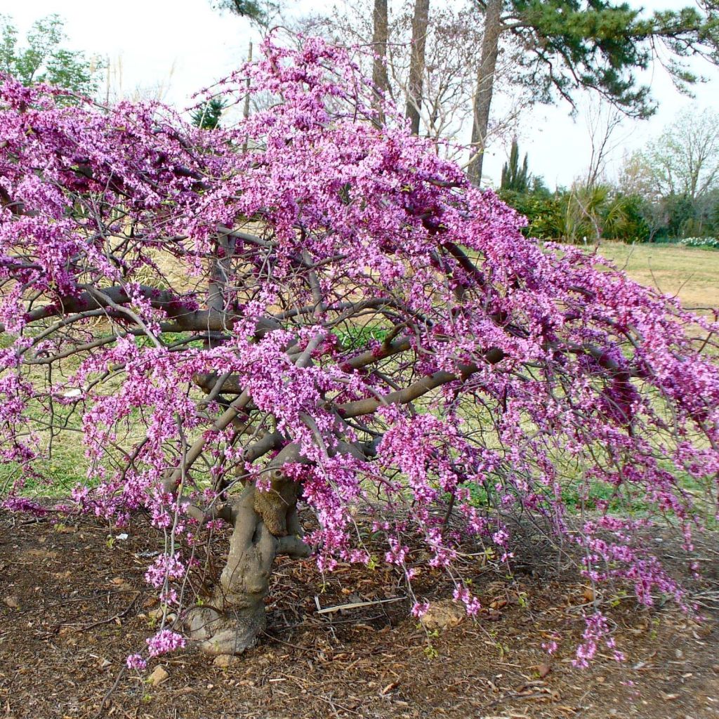 Cercis canadensis Traveller - Arbre de Judée nain, pleureur.