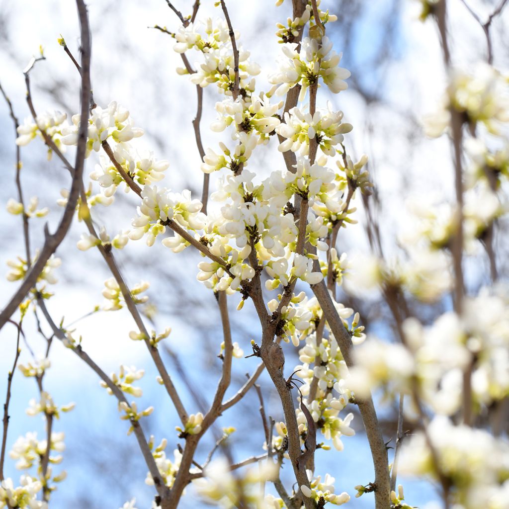 Cercis chinensis Shirobana - Gainier de Chine