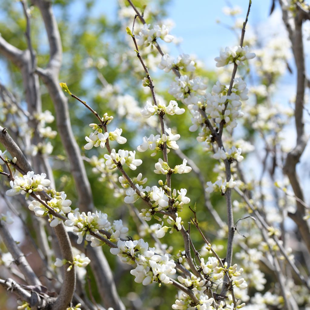 Cercis chinensis Shirobana - Gainier de Chine