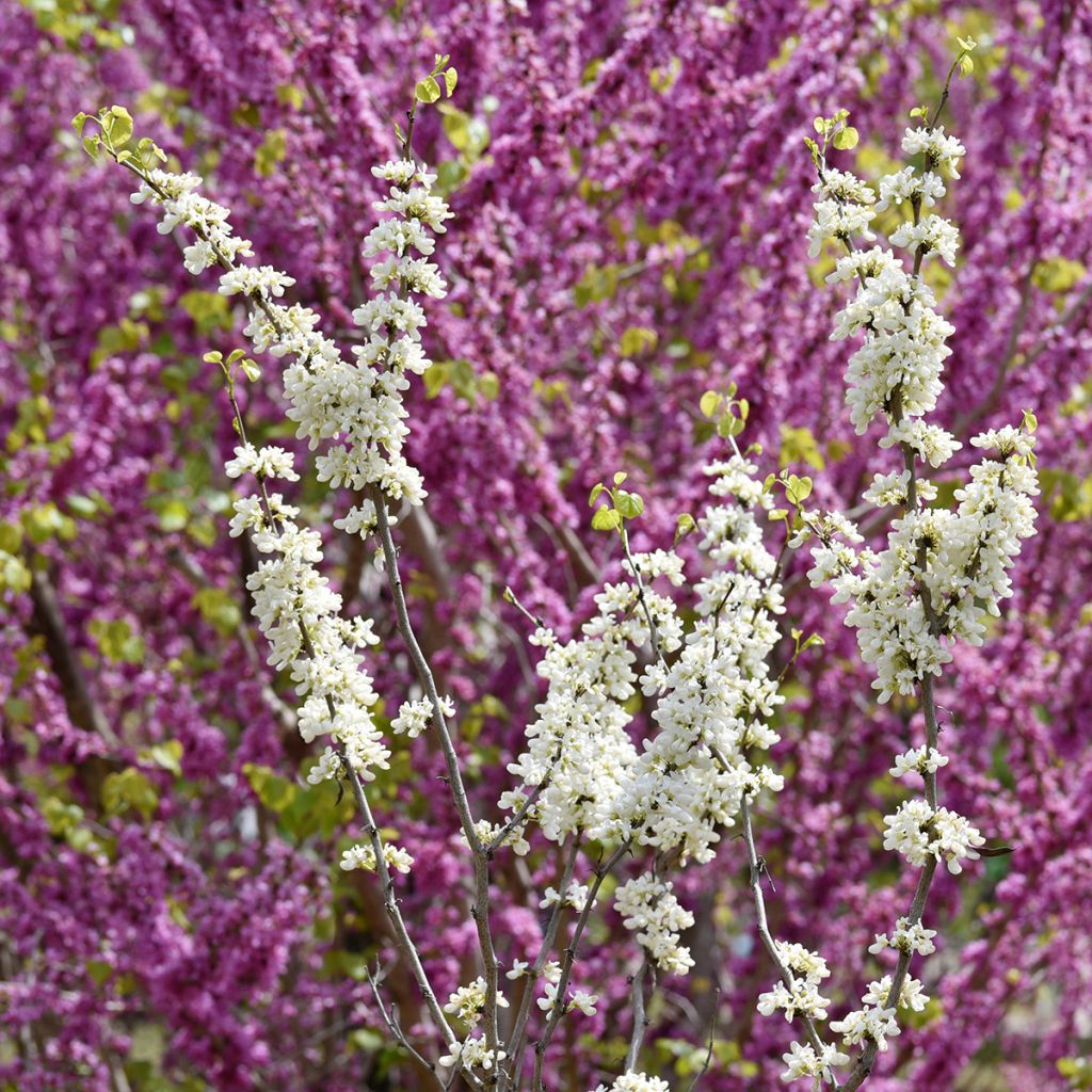 Cercis chinensis Shirobana - Gainier de Chine