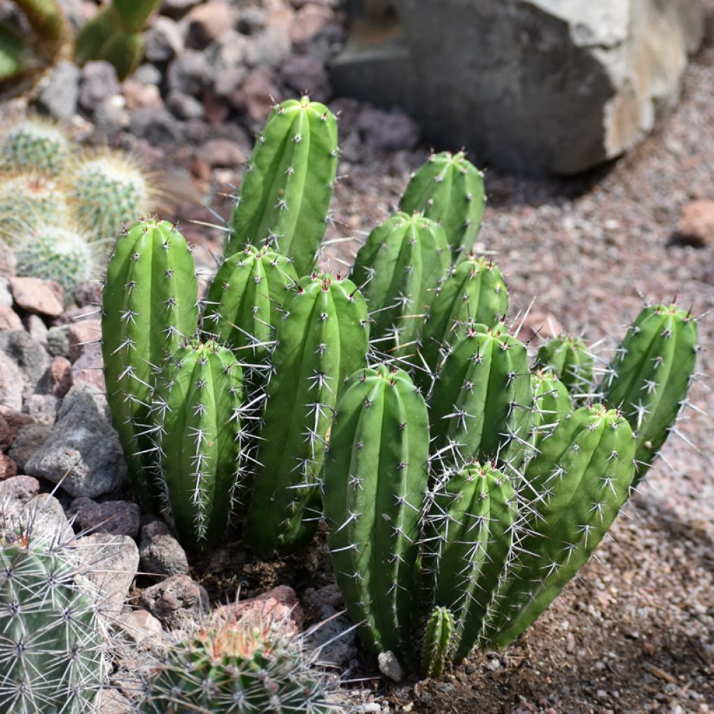 Cereus peruvianus - Peruvian apple cactus