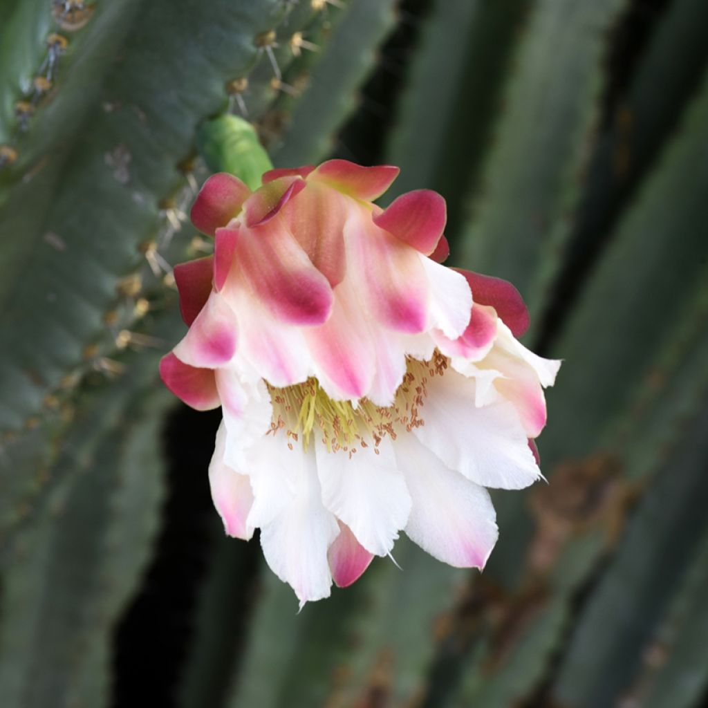 Cereus peruvianus - Peruvian apple cactus