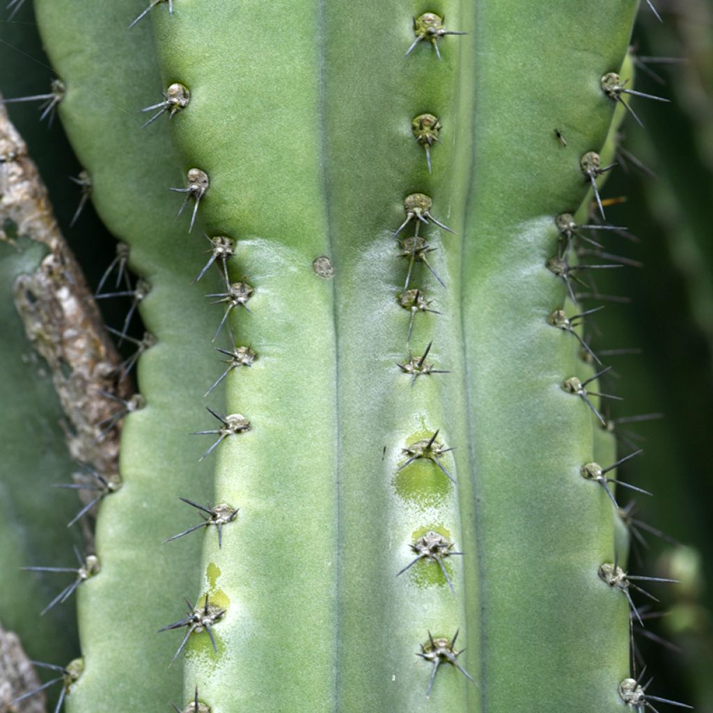 Cereus peruvianus - Peruvian apple cactus