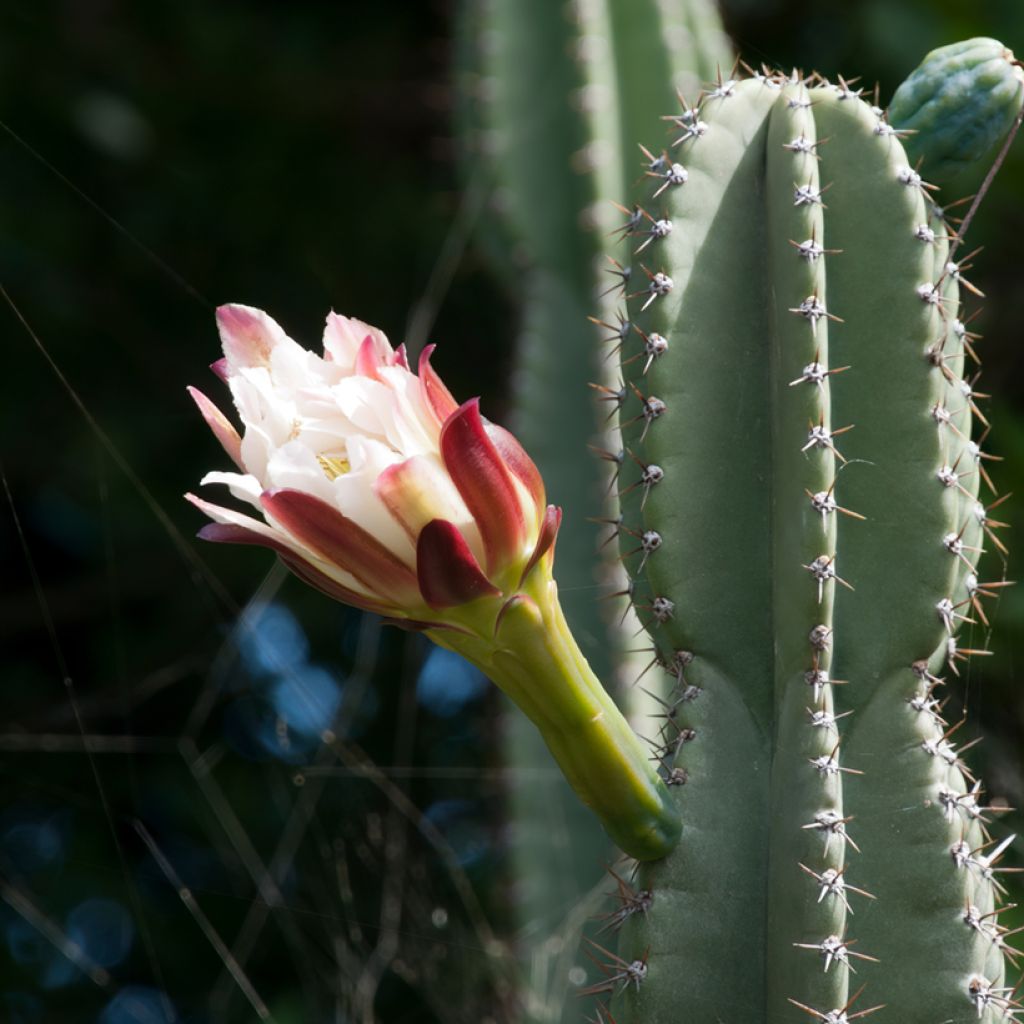 Cereus peruvianus - Peruvian apple cactus