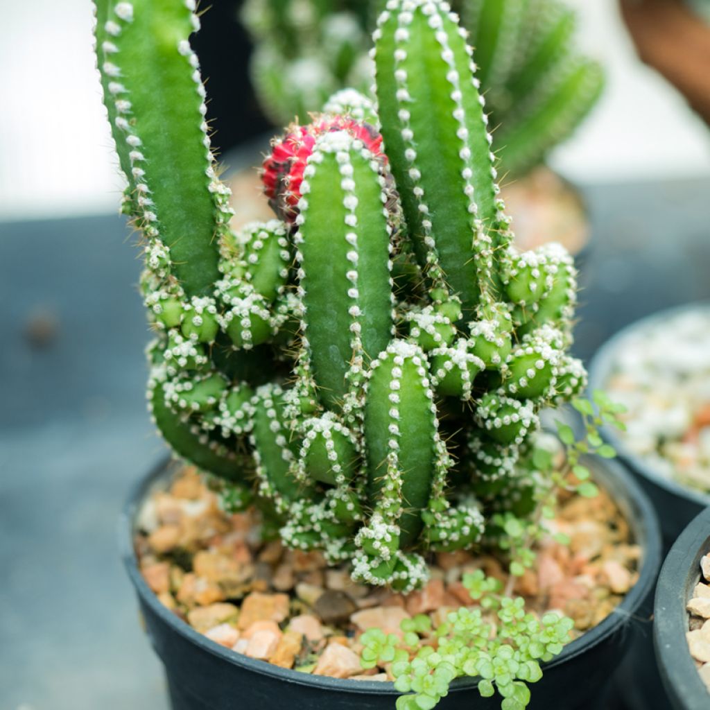 Cereus peruvianus - Peruvian apple cactus