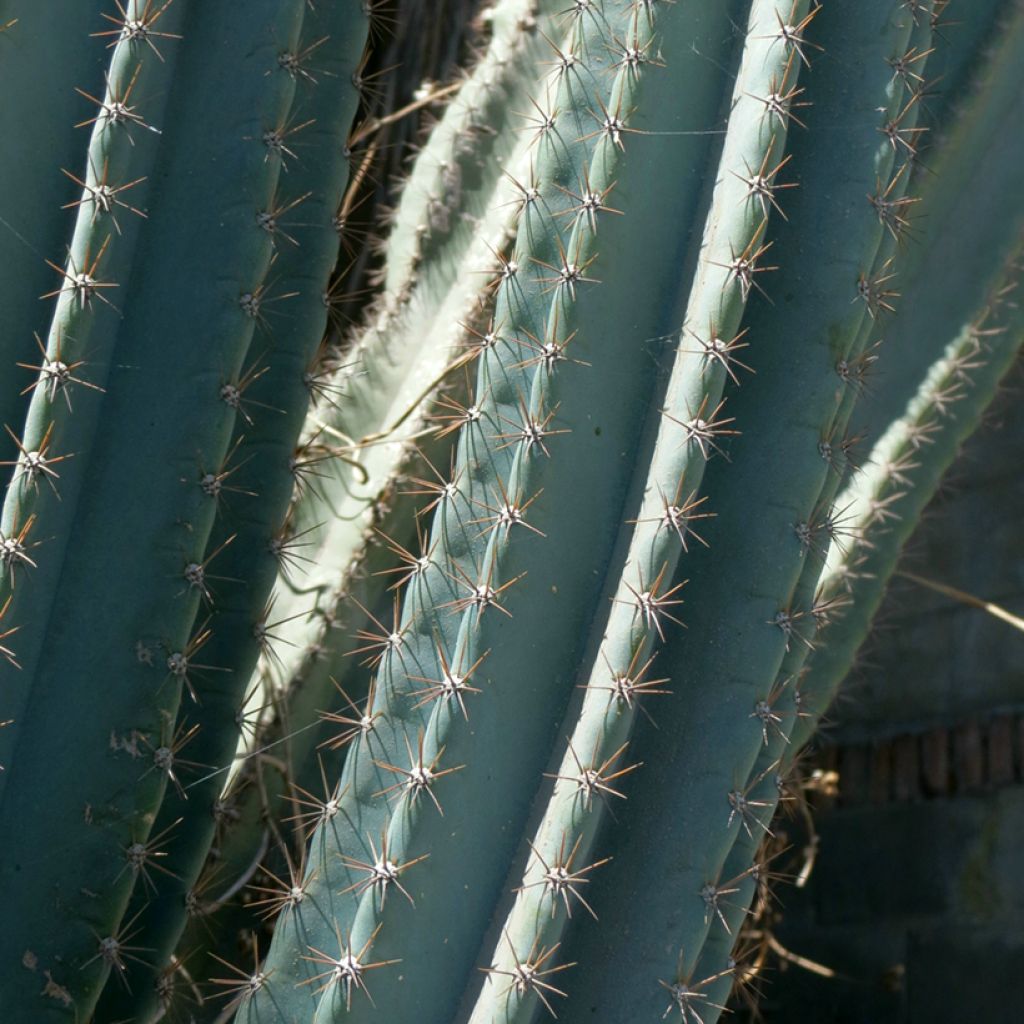 Cereus peruvianus - Peruvian apple cactus