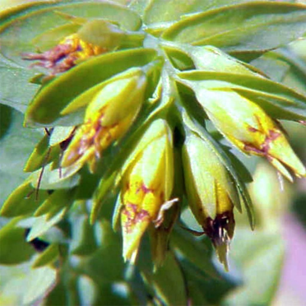 Cerinthe glabra