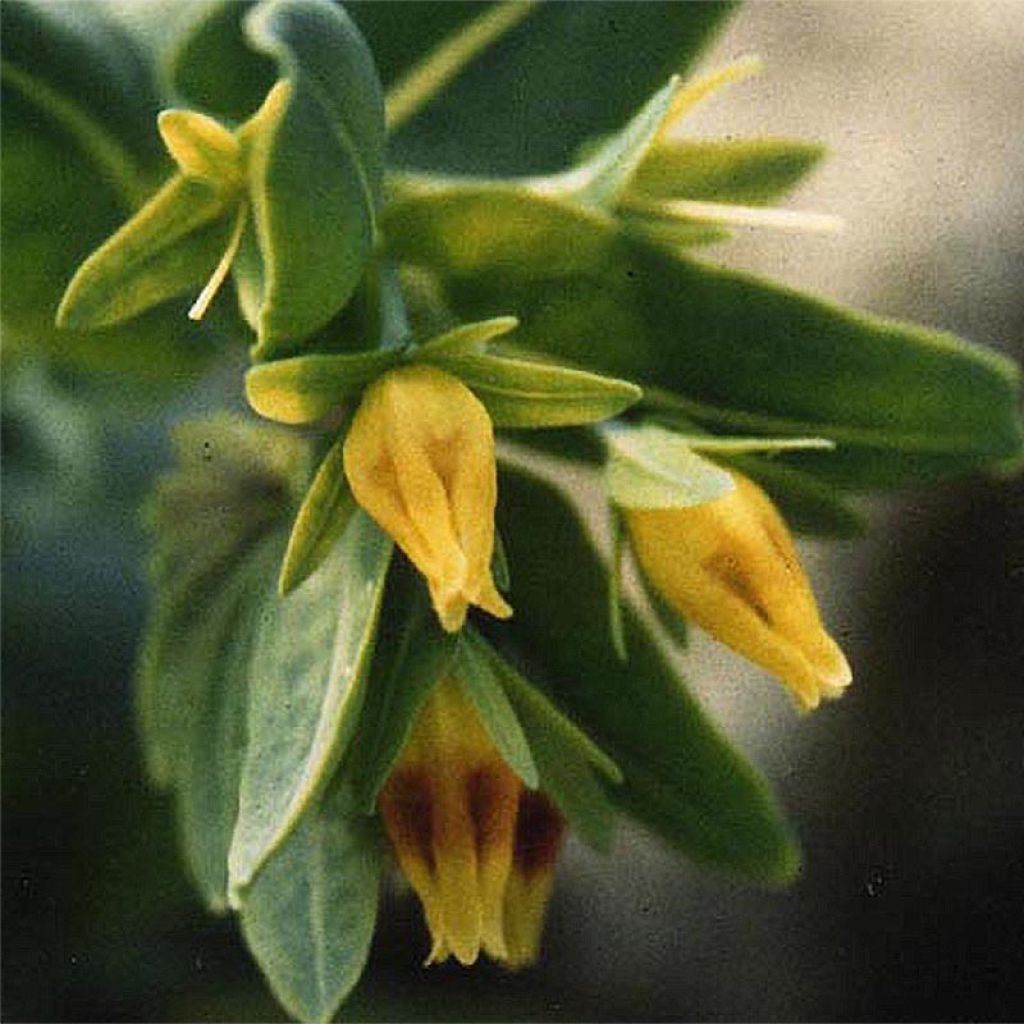 Cerinthe glabra