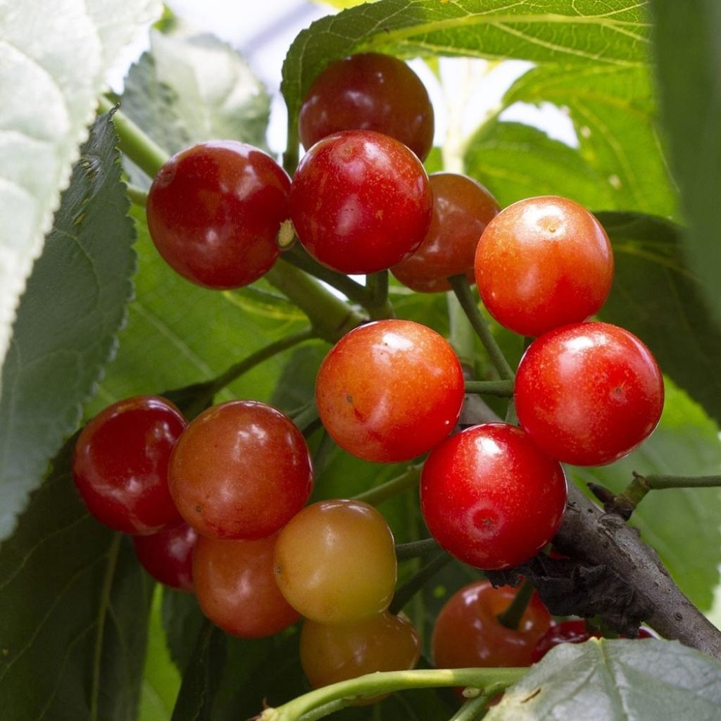 Prunus cerasus Bigarreau Coeur de Pigeon - Tart Cherry Tree