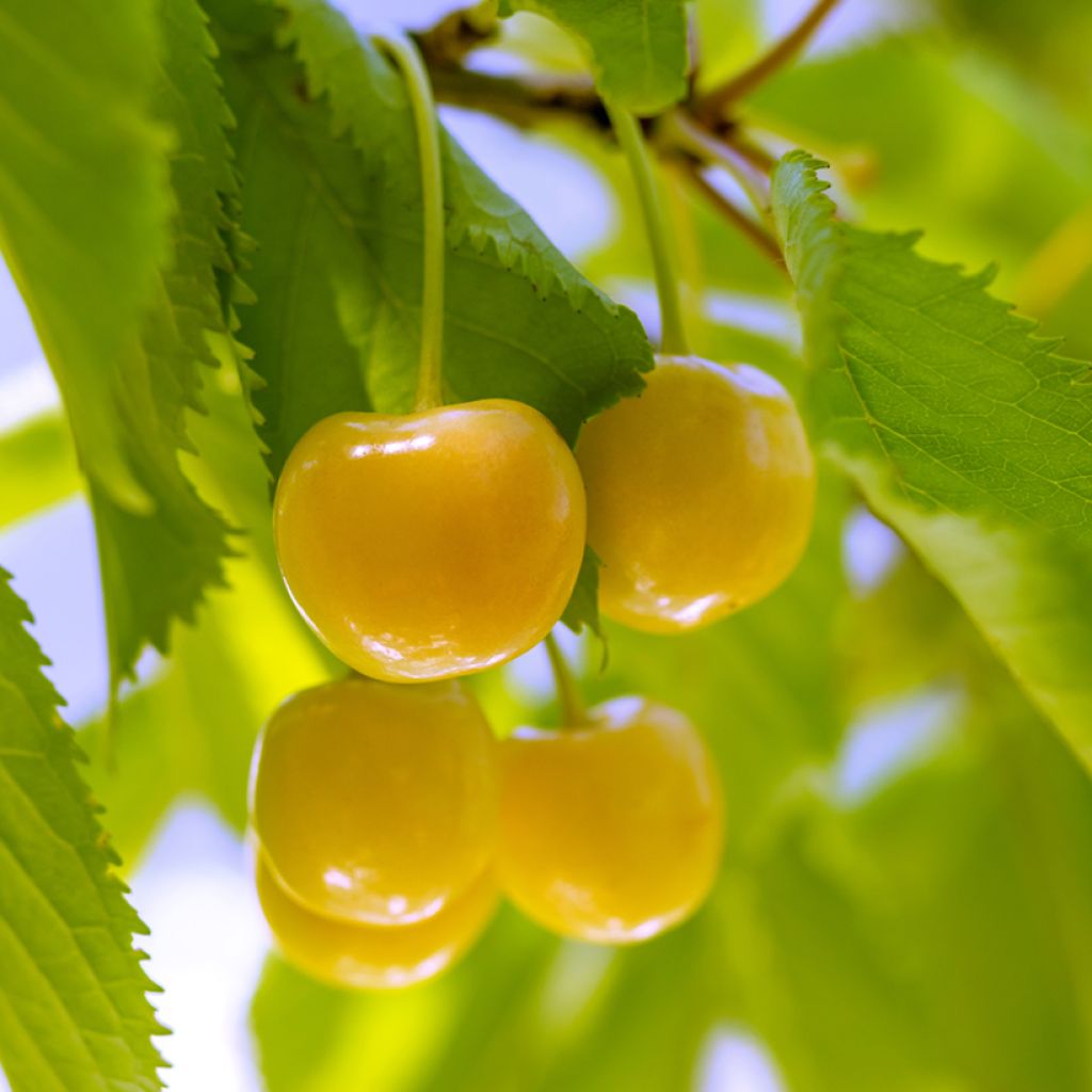 Cerisier Bigarreau Jaune de Missens Bio