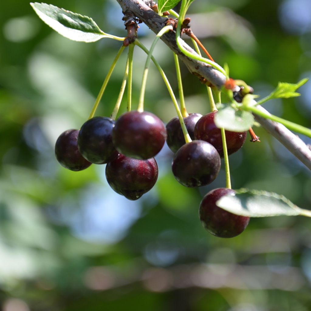 Cerisier Bigarreau Noir Buisson en racines nues