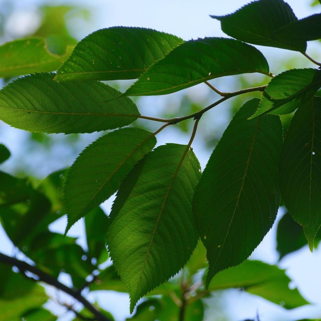 Cerisier Bigarreau Tardif de Vignola - Prunus cerasus