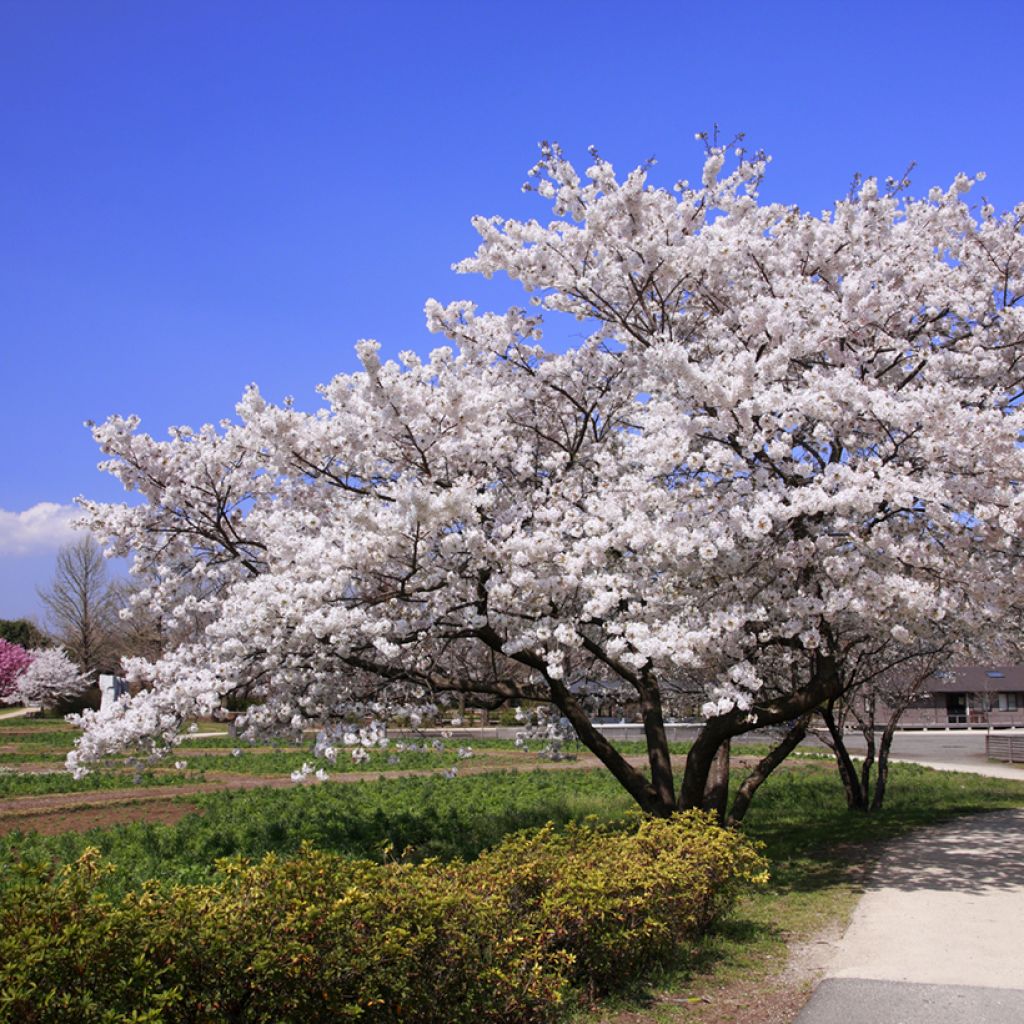 Prunus yedoensis - Yoshino Cherry