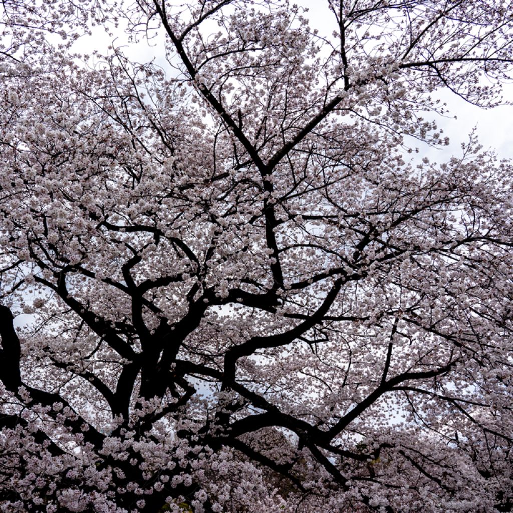 Prunus x yedoensis Shidare-Yoshino - Yoshino Cherry