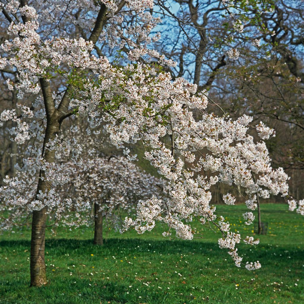 Prunus x yedoensis Shidare-Yoshino - Yoshino Cherry