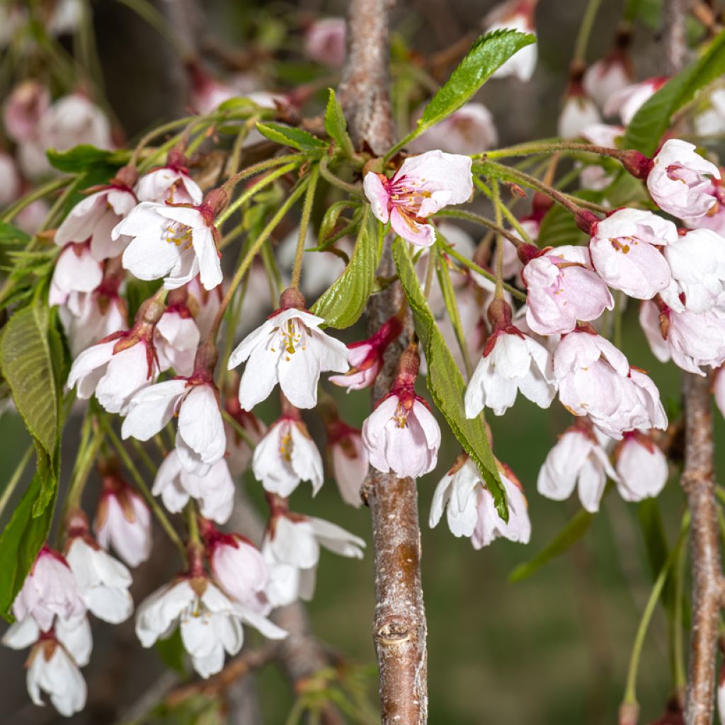 Prunus x yedoensis Shidare-Yoshino - Yoshino Cherry