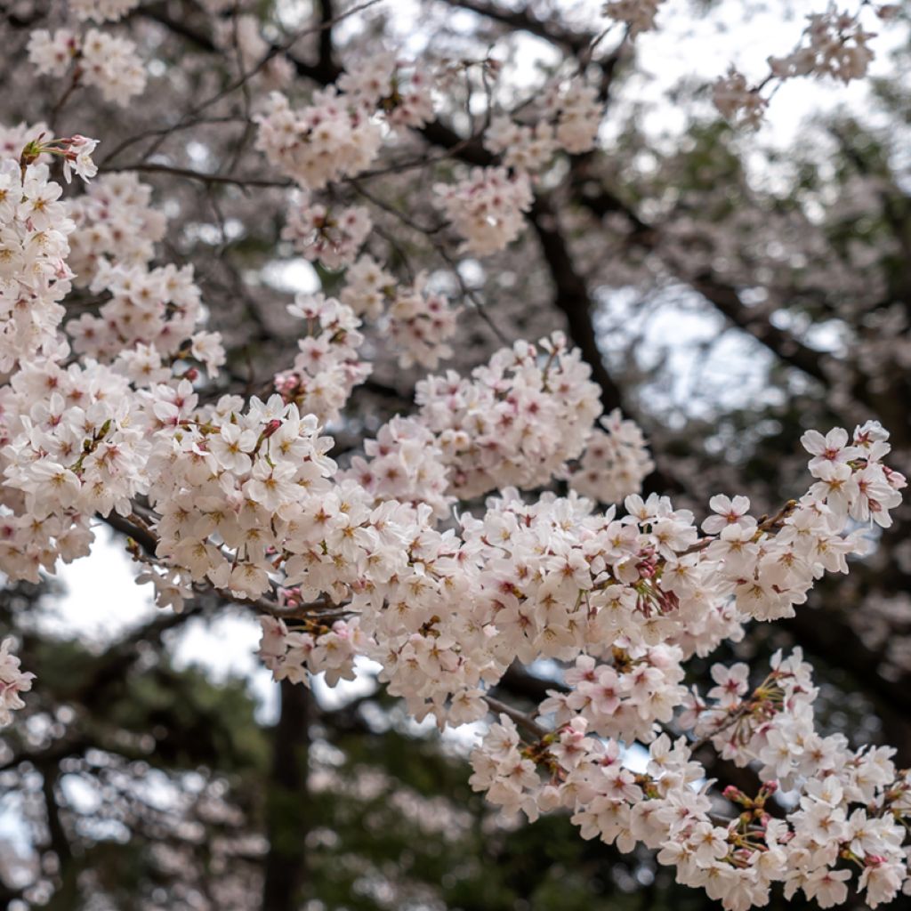 Prunus x yedoensis Shidare-Yoshino - Yoshino Cherry