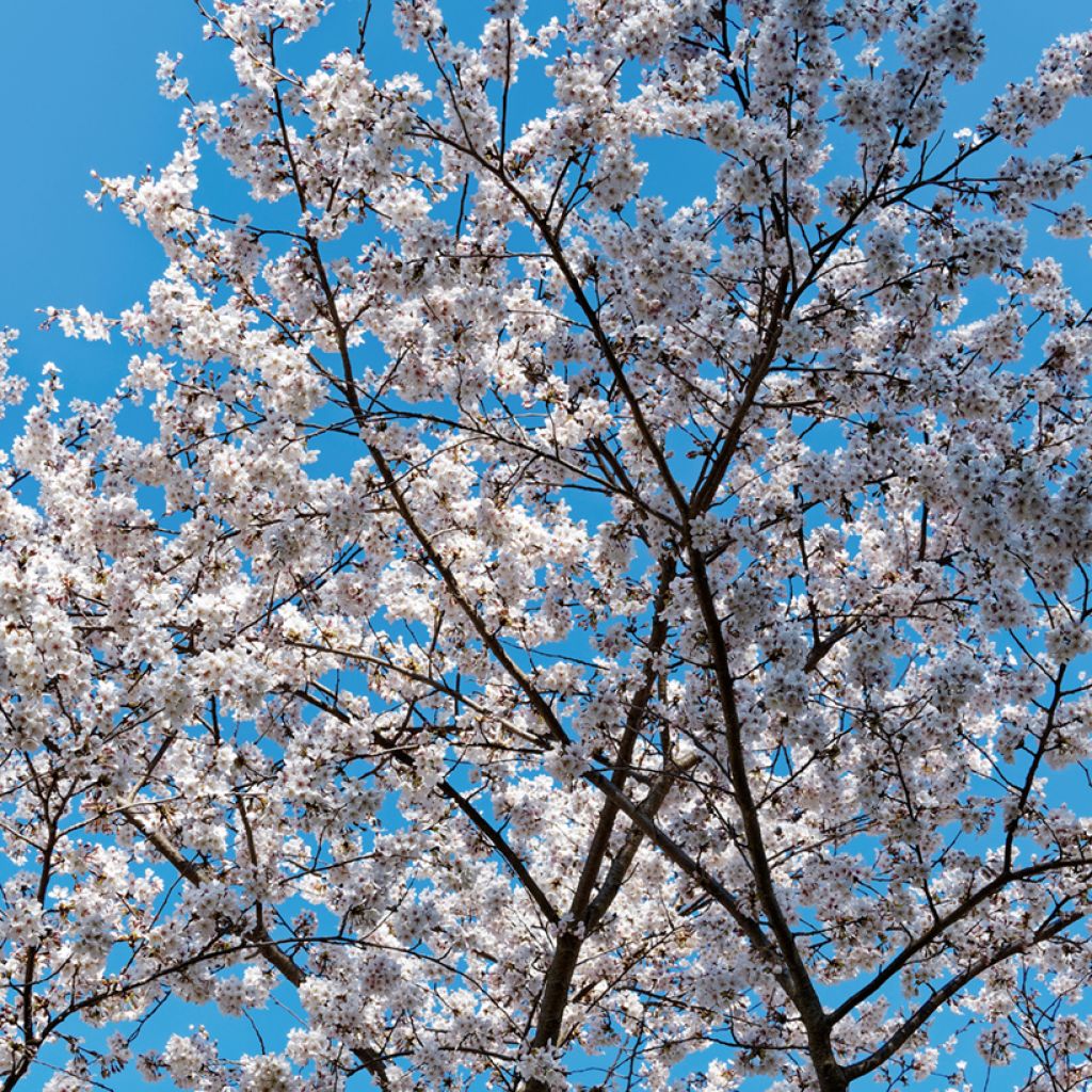 Prunus x yedoensis Shidare-Yoshino - Yoshino Cherry