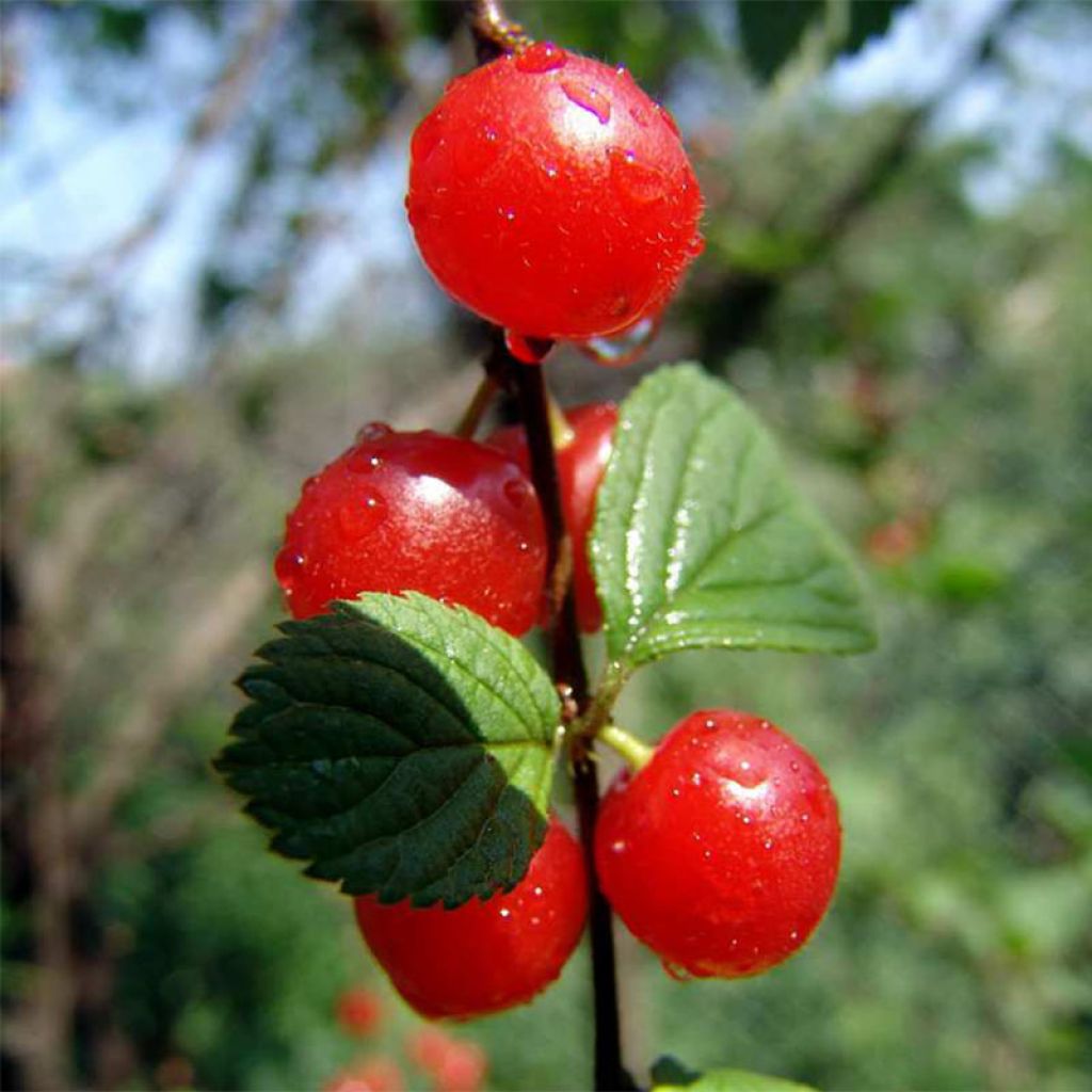 Cerisier colonnaire Sylvia - Cerisier nain