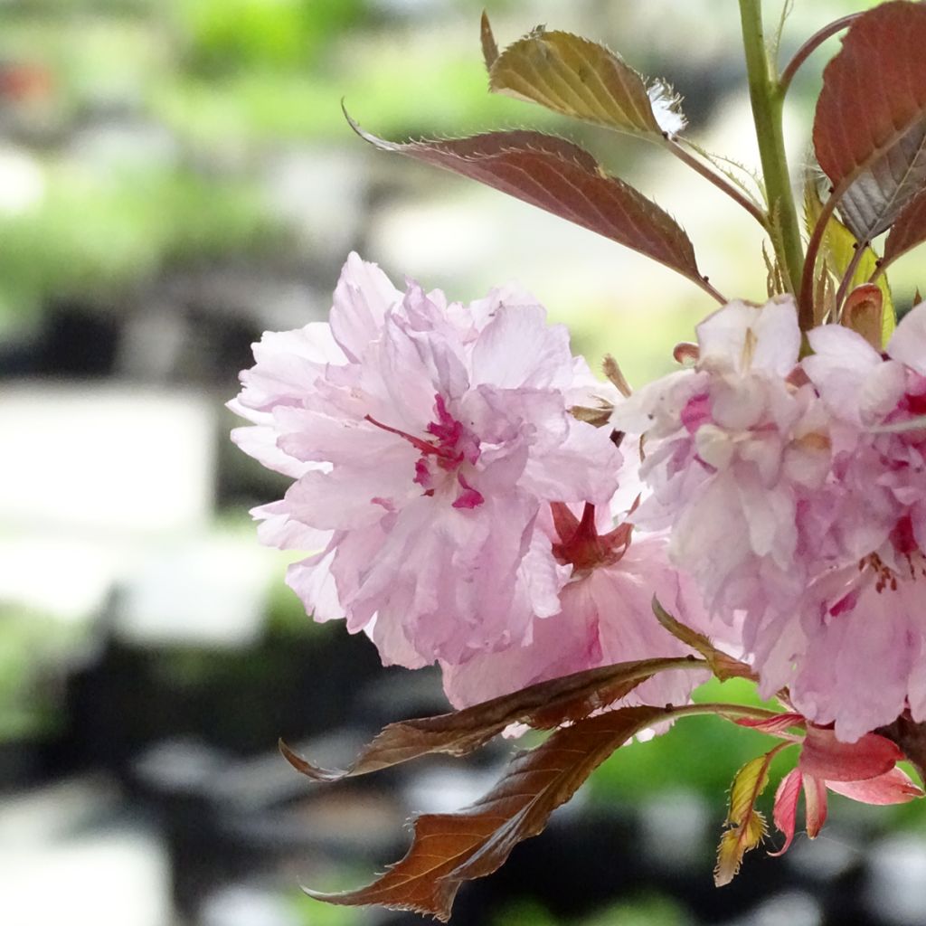 Cerisier du Japon - Prunus serrulata Royal Burgundy