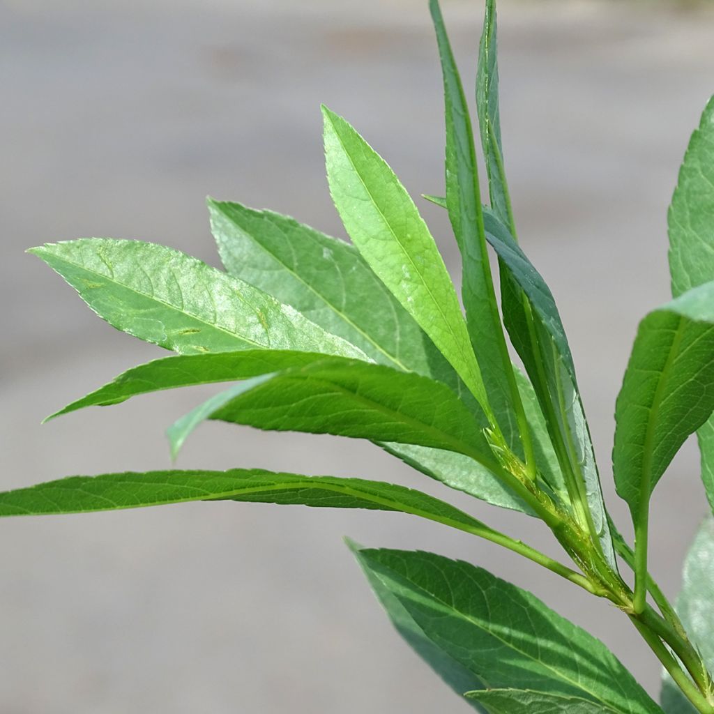 Cerisier nain rampant - Prunus pumila Depressa