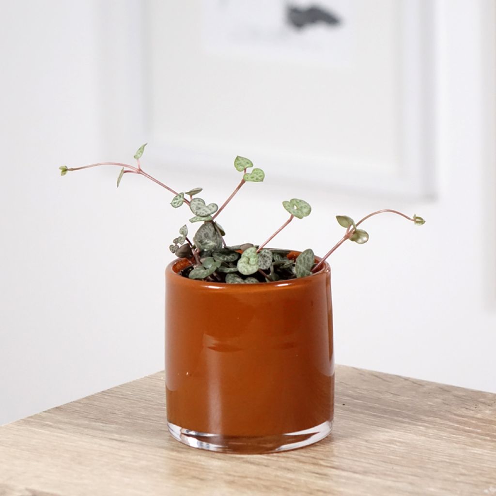 String of heart plant - Ceropegia woodii