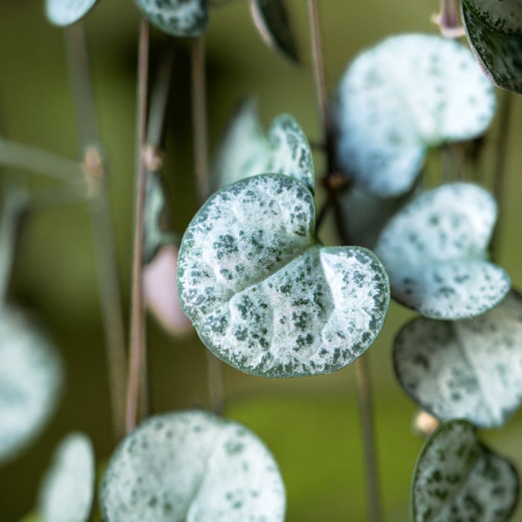 String of heart plant - Ceropegia woodii