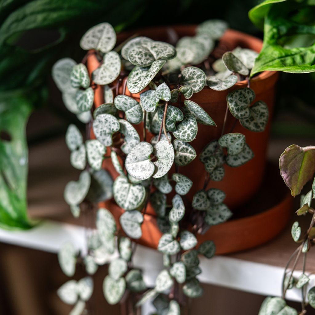 String of heart plant - Ceropegia woodii