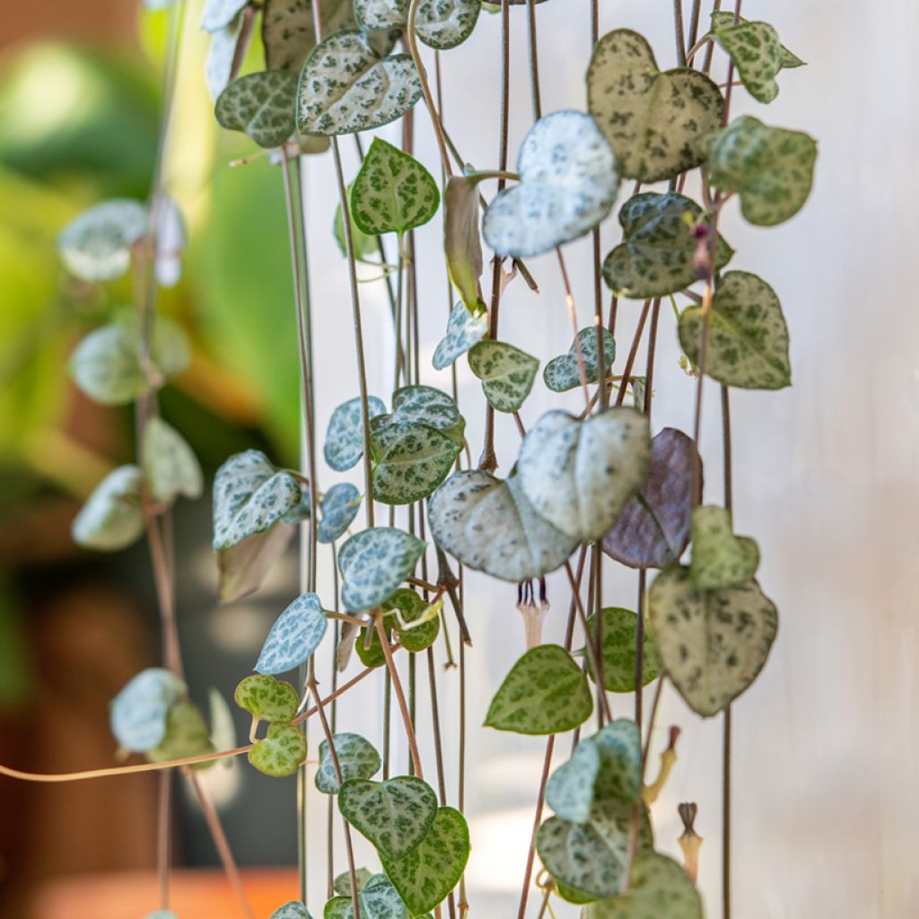 String of heart plant - Ceropegia woodii