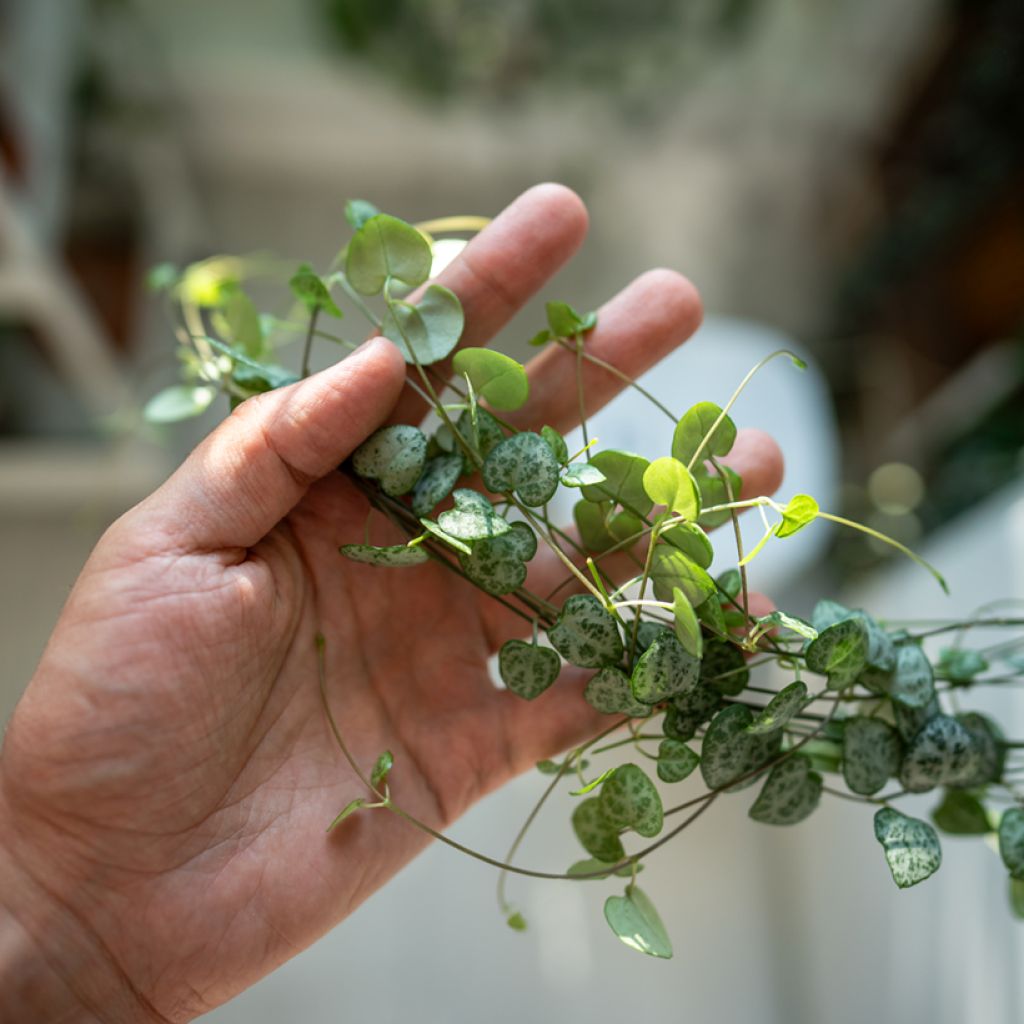 String of heart plant - Ceropegia woodii