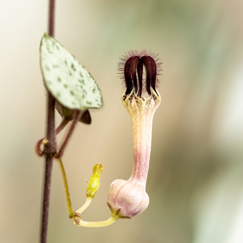 String of heart plant - Ceropegia woodii