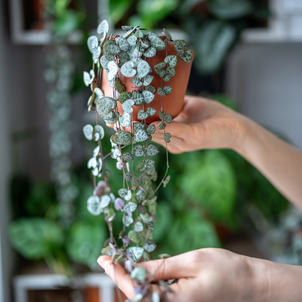 String of heart plant - Ceropegia woodii