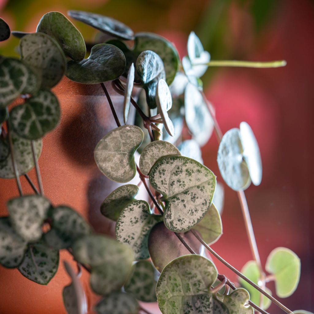 String of heart plant - Ceropegia woodii