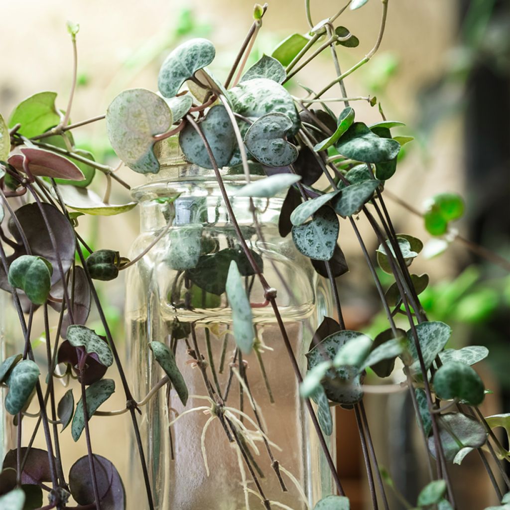 String of heart plant - Ceropegia woodii
