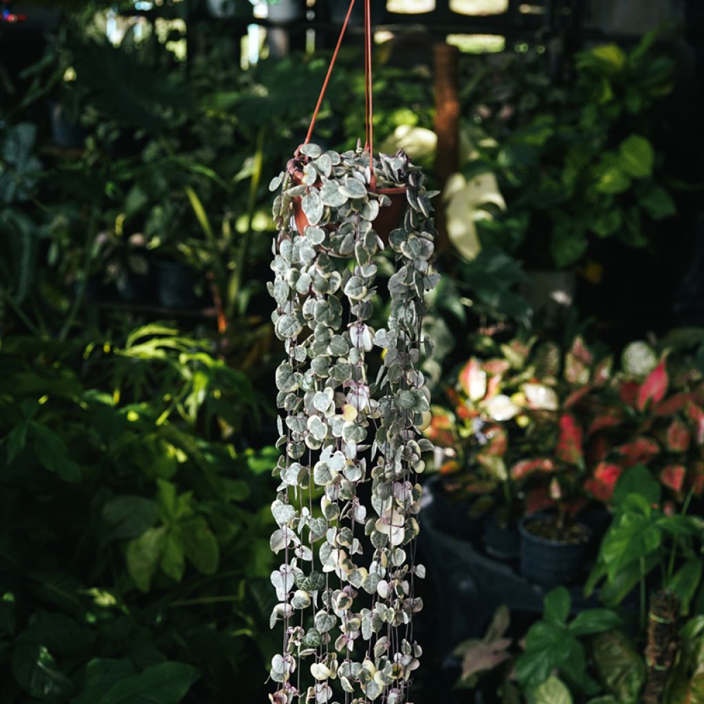 String of heart plant - Ceropegia woodii Variegata
